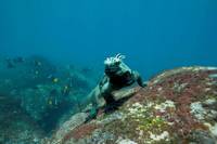 Кадр Океаны