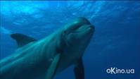 Кадр Чудеса океана 3D