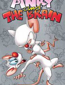 Пинки и Брейн