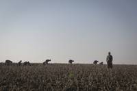 Кадр Колония Дигнидад