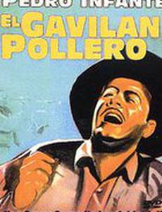 El gavilán pollero