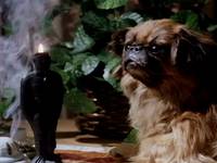 Кадр Повелитель кукол (видео)