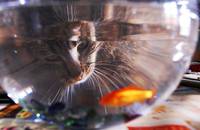 Кадр Дикая природа домашних животных