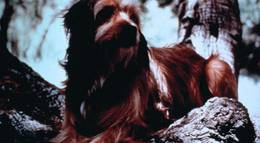 Кадр из фильма "Ради любви к Бенджи" - 2