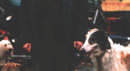 Кадр из фильма "102 далматинца" - 1