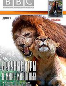 BBC: Брачные игры в мире животных