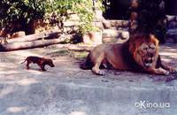 Кадр Четыре таксиста и собака