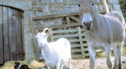 Кадр из фильма "Скотный двор" - 2