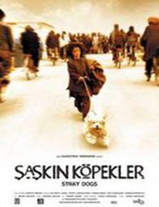 Бродячие собаки