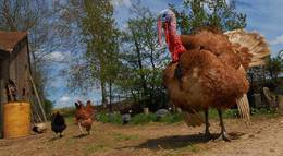 Кадр из фильма "Дикая природа домашних животных" - 1