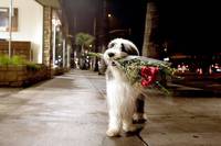 Кадр Лохматый папа