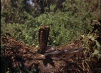 Кадр Копи царя Соломона