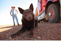 Кадр Рыжий пес