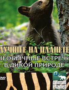 Animal Planet: Лучшее на планете