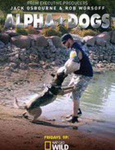 Собаки альфа