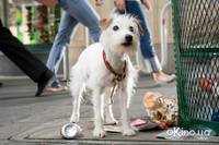 Кадр Отель для собак