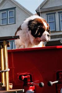 Кадр Бетховен 5 (видео)