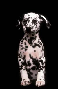 Кадр 101 далматинец