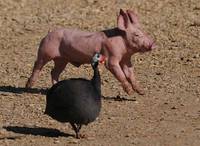 Кадр Дикая природа домашних животных