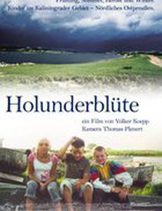 Цветущая бузина