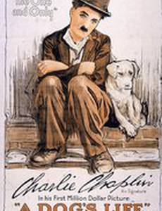 Собачья жизнь