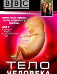 BBC: Тело человека