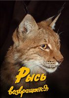 Рысь возвращается