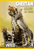 Гепарды – наперекор всему