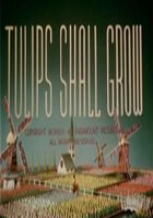 Тюльпаны вырастут