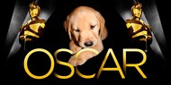 Щенки предсказали победителя на «Оскаре»