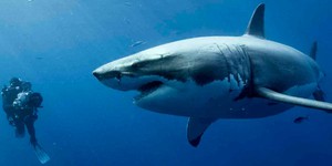 Победителя Берлинале разорвала большая белая акула