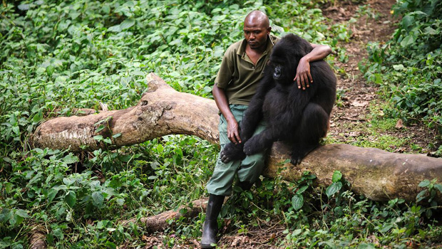 кадр из фильма "Вирунга"