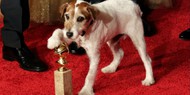 Умерла собака Угги из фильма «Артист»