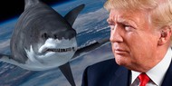 Дональда Трампа приглашали сняться в «Акульем торнадо»
