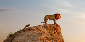 «Король Лев 2» запущен в производство