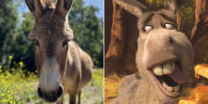 Осел, що став прообразом персонажа Едді Мерфі в культовій франшизі "Шрек", пішов із життя у 30 років Осел, що став прообразом персонажа Едді Мерфі в культовій франшизі "Шрек", пішов із життя у 30 років