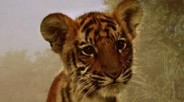 Фильмы про животных