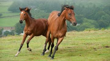 Фильмы про лошадей