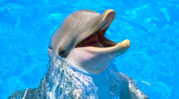 Фильмы про дельфинов