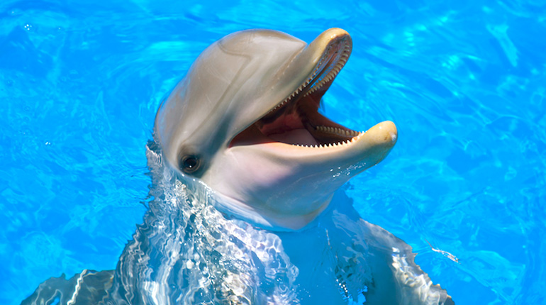 Фильмы про дельфинов