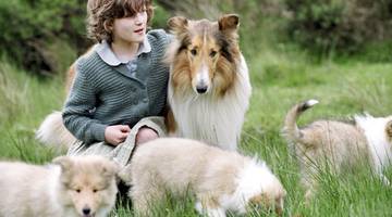 Фильмы про собак