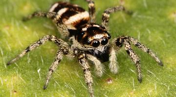 Фильмы про пауков