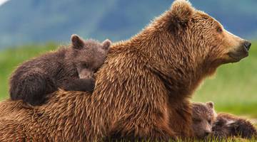 Фильмы про медведей