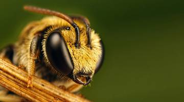 Фильмы про насекомых