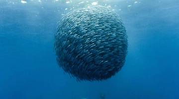 Фильмы про океан