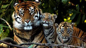 Фильмы про тигров